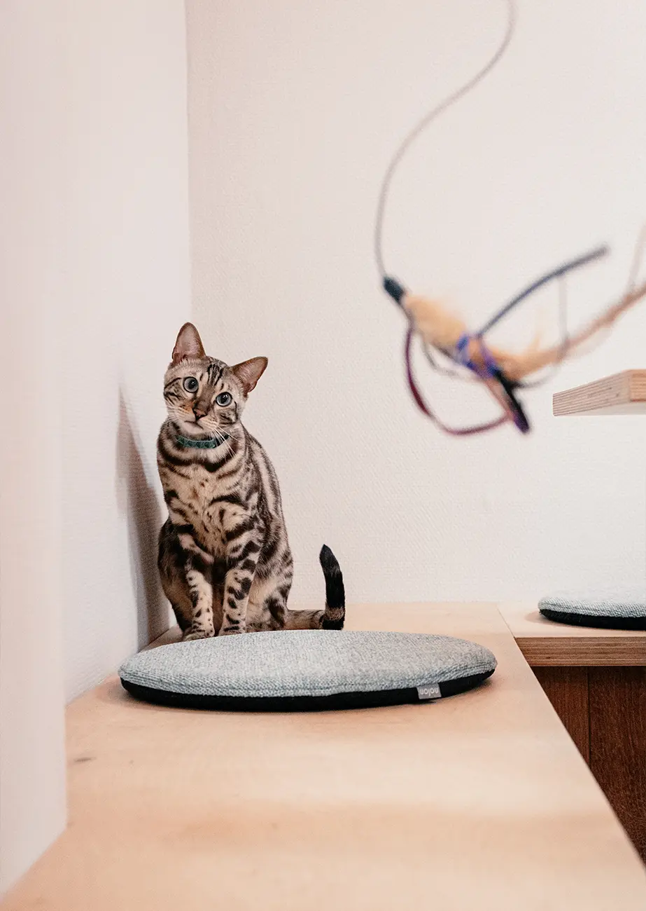 digital Cats & Coffee