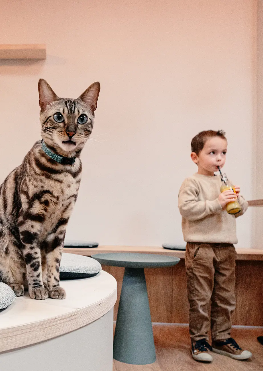 web development Cats & Coffee